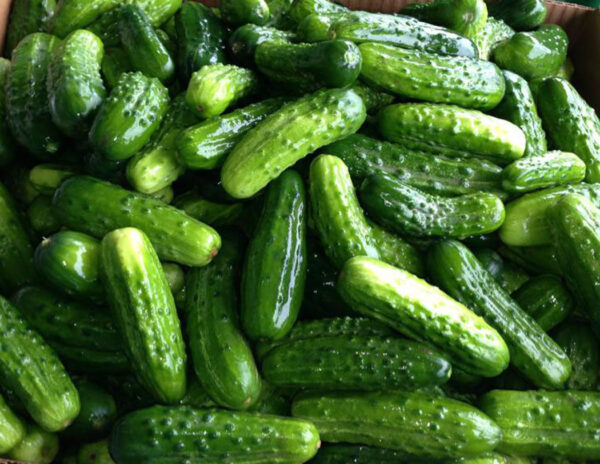 this is a photo of freshly washed pickling cucumbers