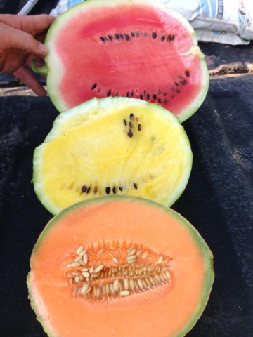 watermelon, cantaloupe