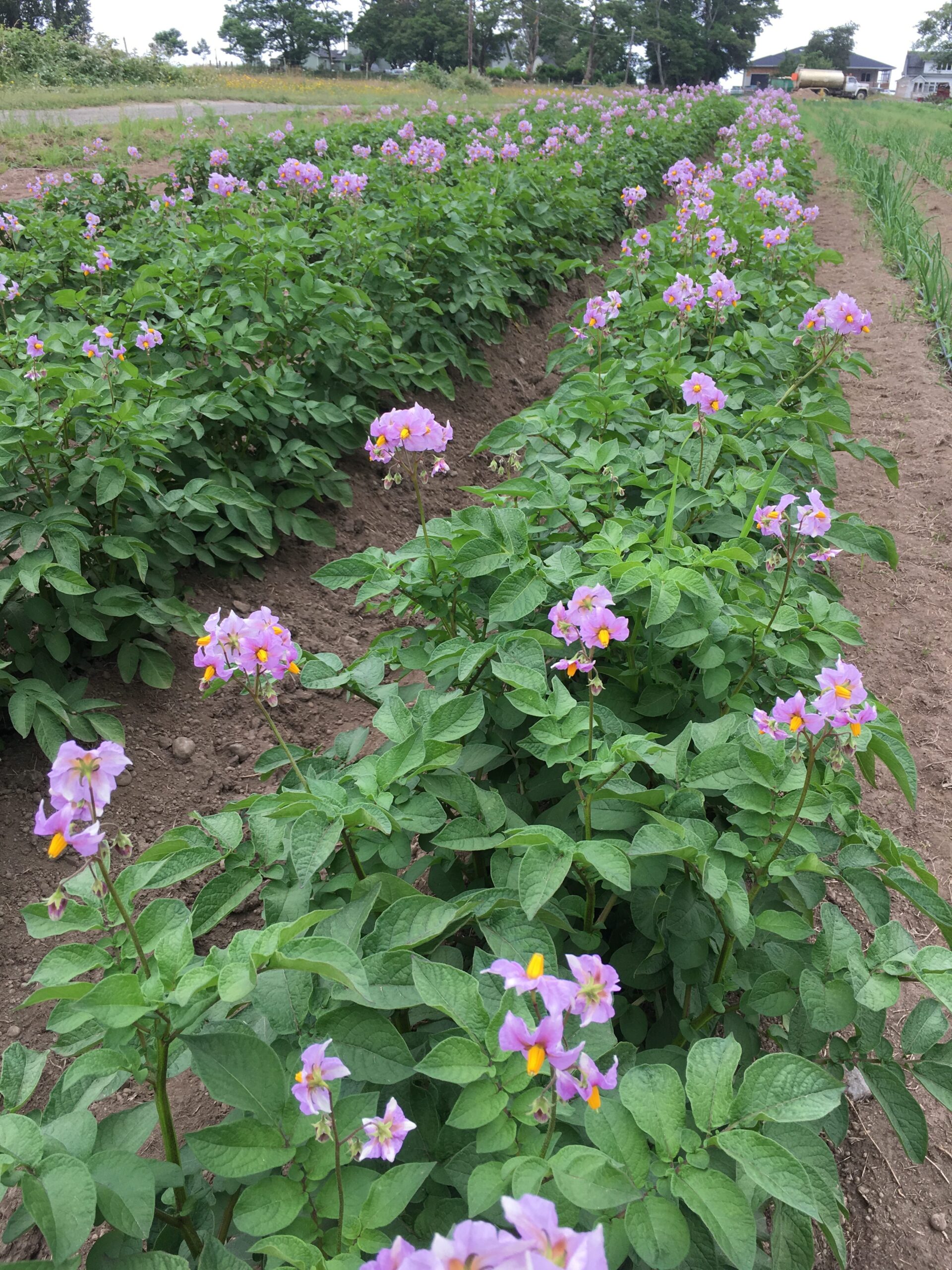 potatoes starting to flower