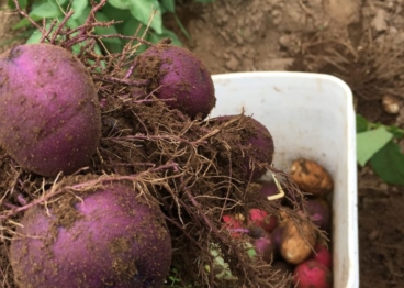 blue potatoes freshly harvested