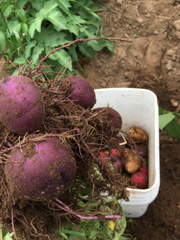 blue potatoes freshly harvested