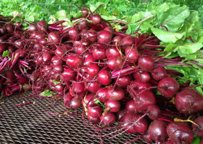 Red Round Beets