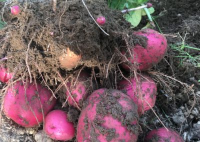 Early red potatoes
