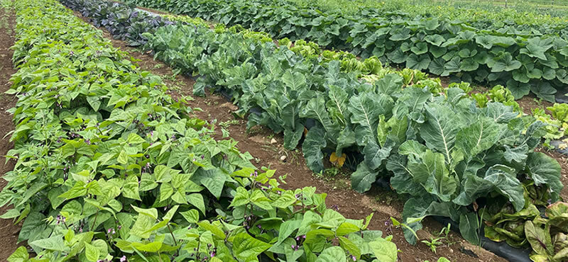 Organically Grown Vegetables Kingston WA Fat Turnip Farms