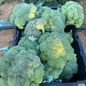 Broccoli organic - Fat Turnip Farms