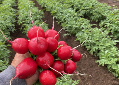 Organic radishes and potatoes farm grown - Kingston WA
