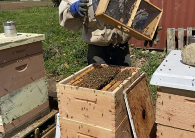 Bees- Bee Hive Beekeeper