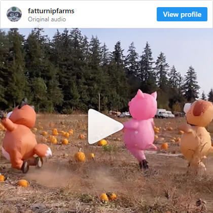 Fat Turnip Farms - Instagram Video