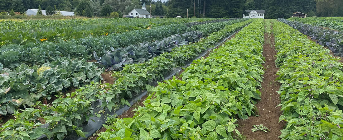 Organically Grown Beans Kingston, WA - Fat Turnip Farms