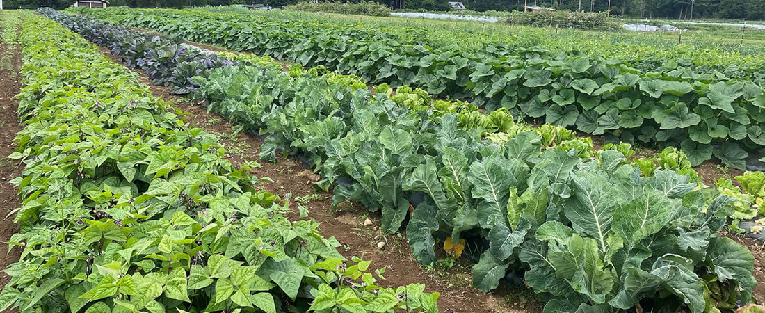 Organically Grown Vegetables Kingston, WA - Fat Turnip Farms