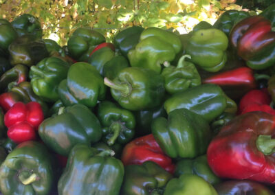 Green and red sweet peppers