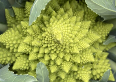 Romanesco is related to broccoli and cauliflower